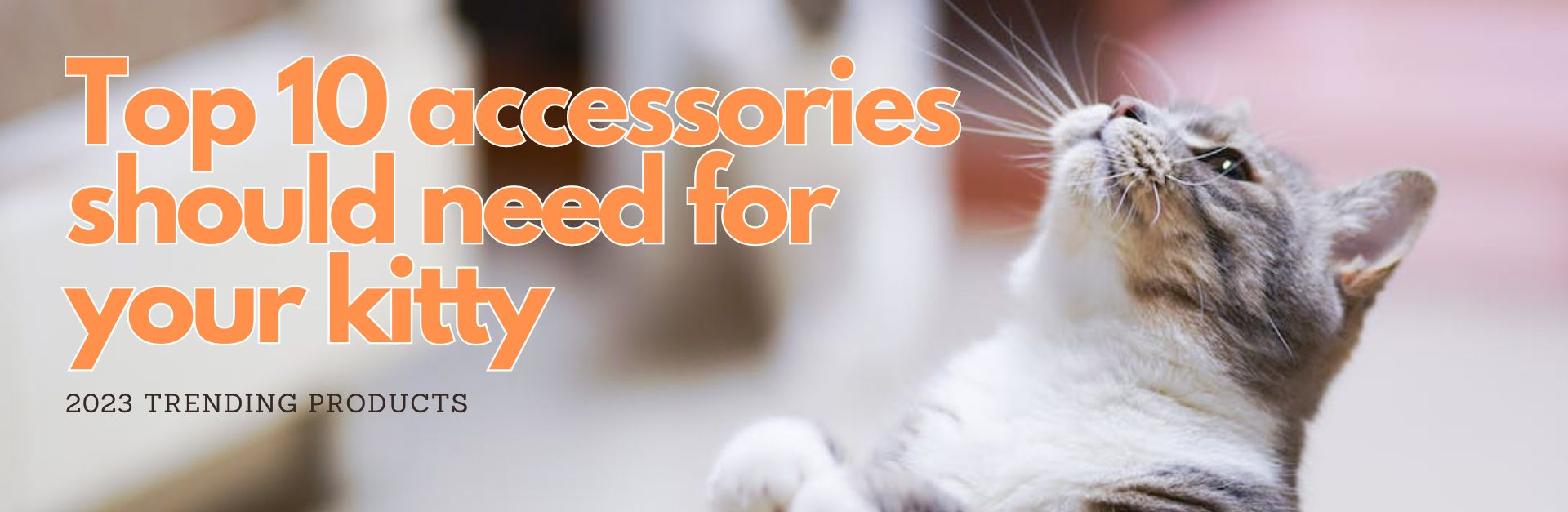 Top 10 Essential Cat Accessories You Should Need The Mieaw Pet Store