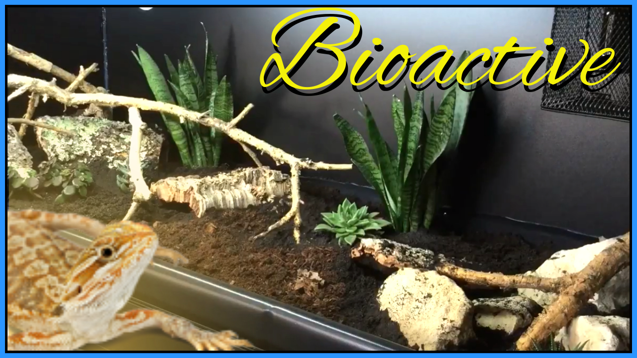 Bioactive Bearded Dragon Kit (US/Ca)