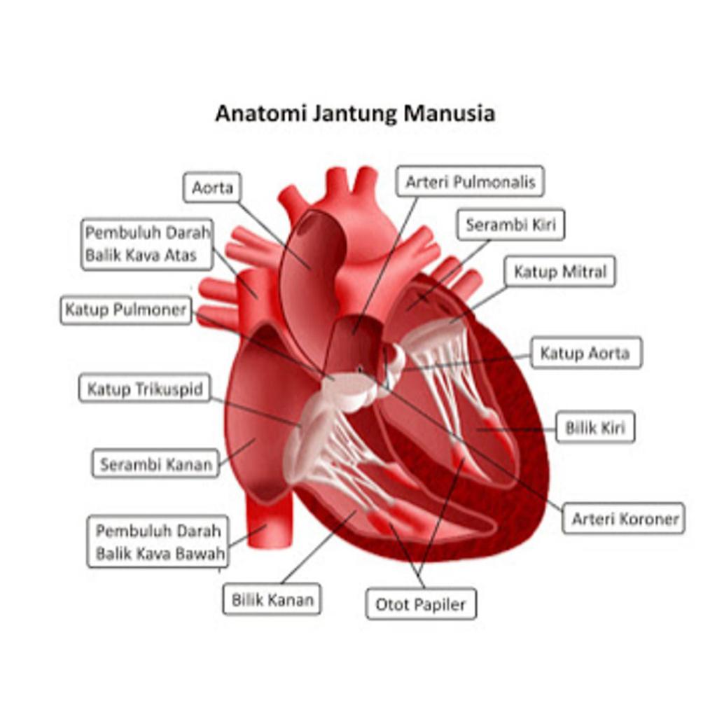 Anatomi Dan Fisiologi Sistem Kardiovaskuler Ebook Download Link