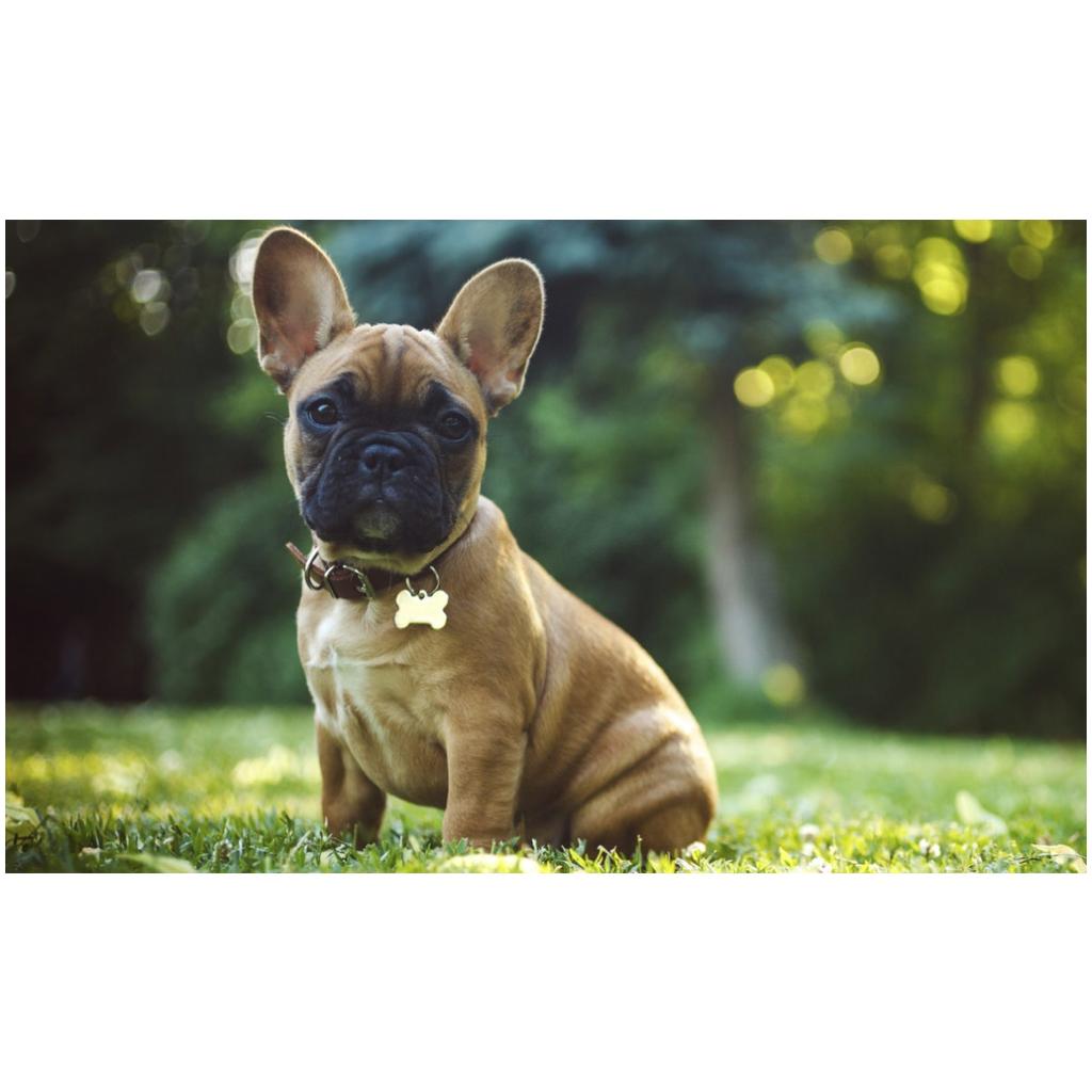 French Bulldog Puppies For Sale In Florida